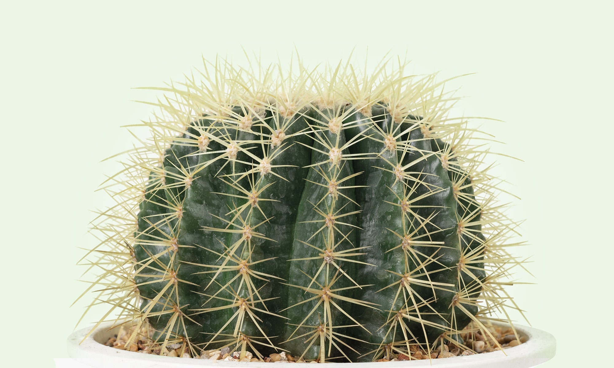 Cacti