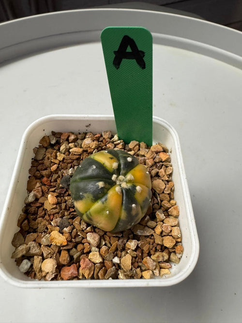 Astrophytum Asterias variegated
