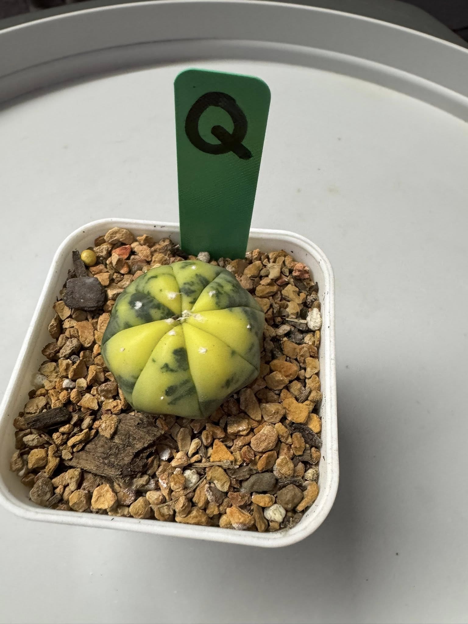 Astrophytum Asterias variegated