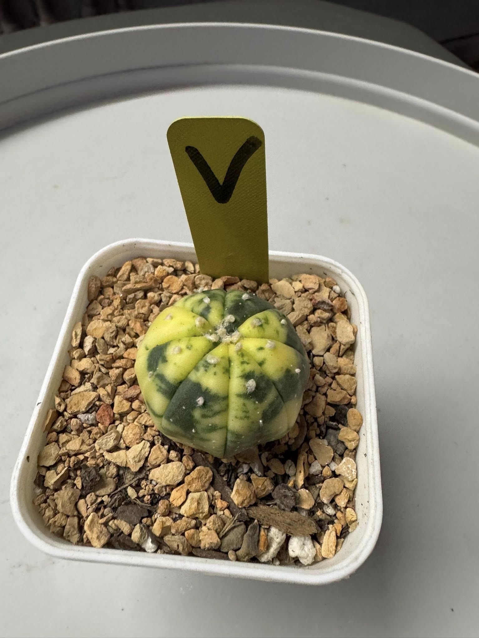 Astrophytum Asterias variegated