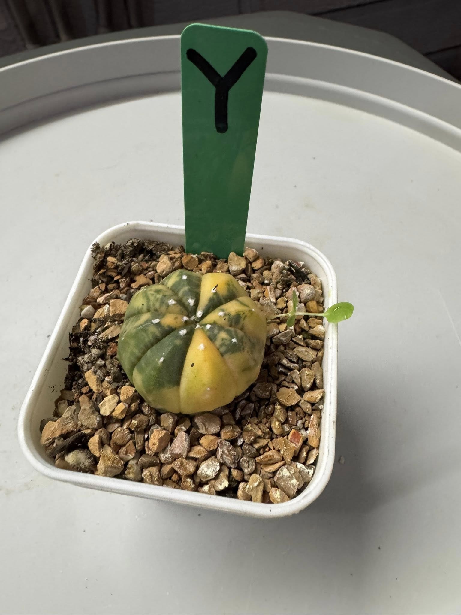 Astrophytum Asterias variegated