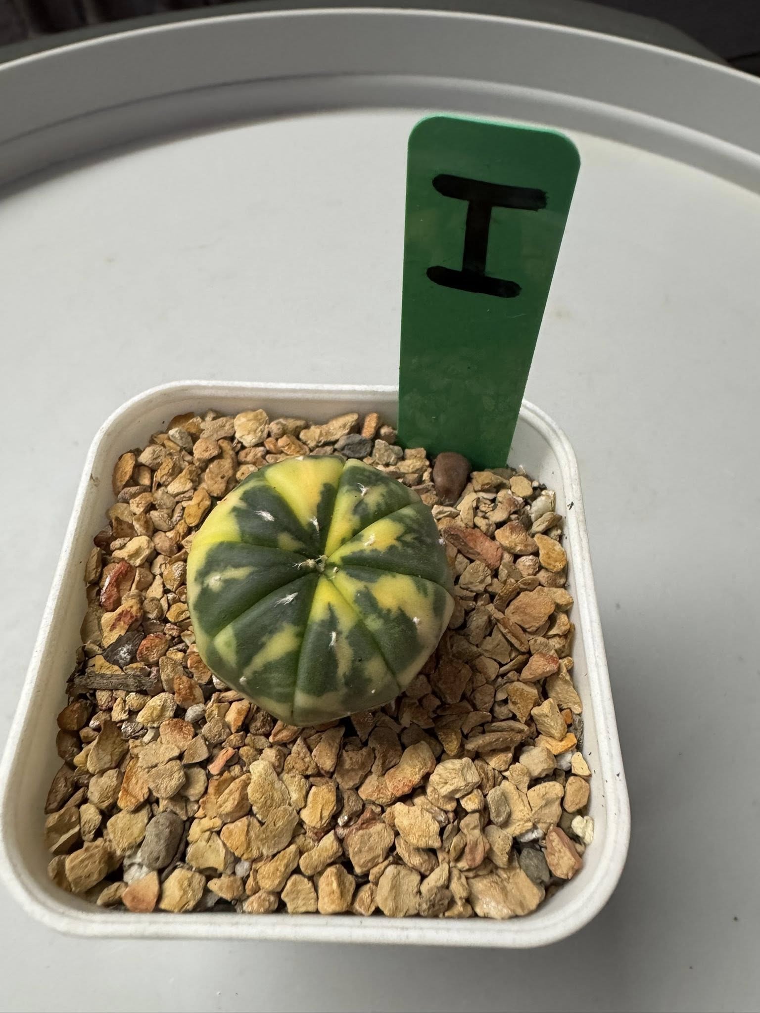 Astrophytum Asterias variegated