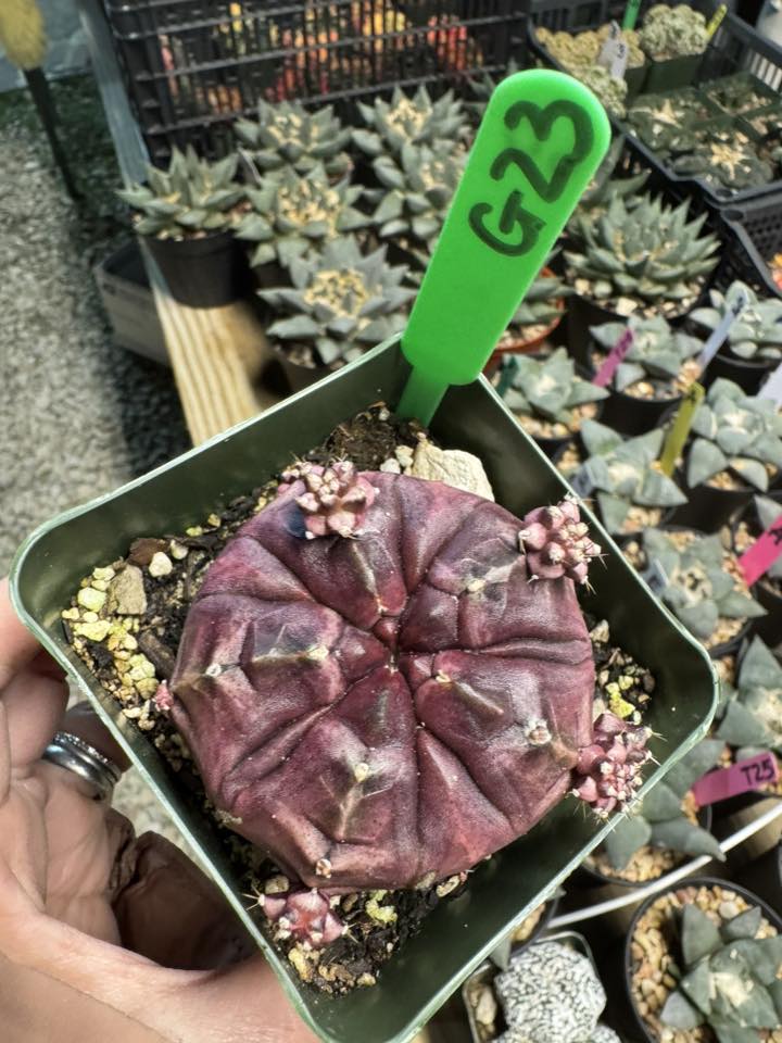 Day Dream Gymnocalycium