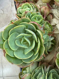 French Peach Pride cluster