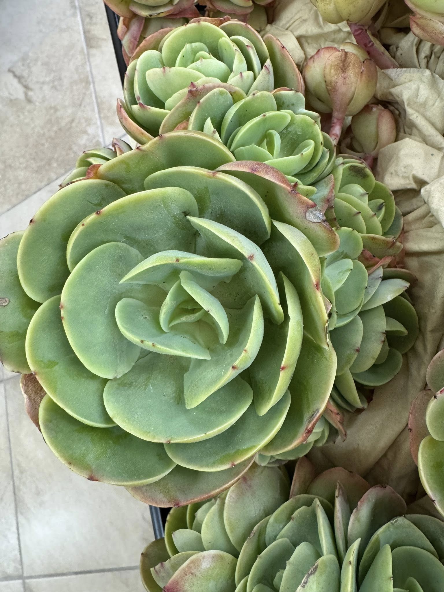 French Peach Pride cluster