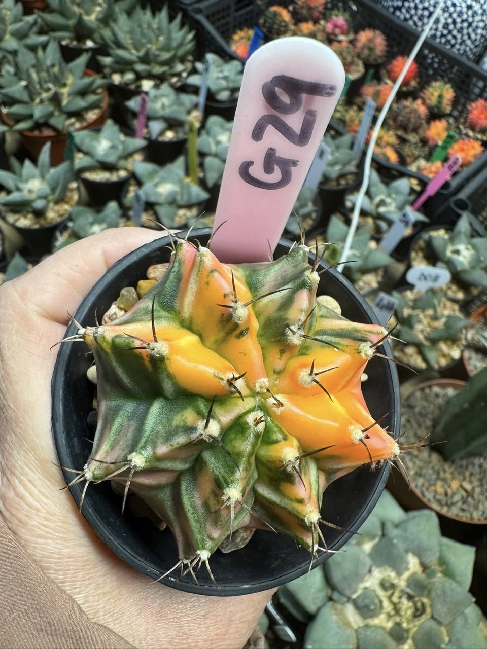 Gymnocalycium variegated 3 years seedgrown