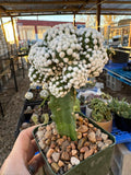 Grafted Euphorbia Mammilaria Gracilis