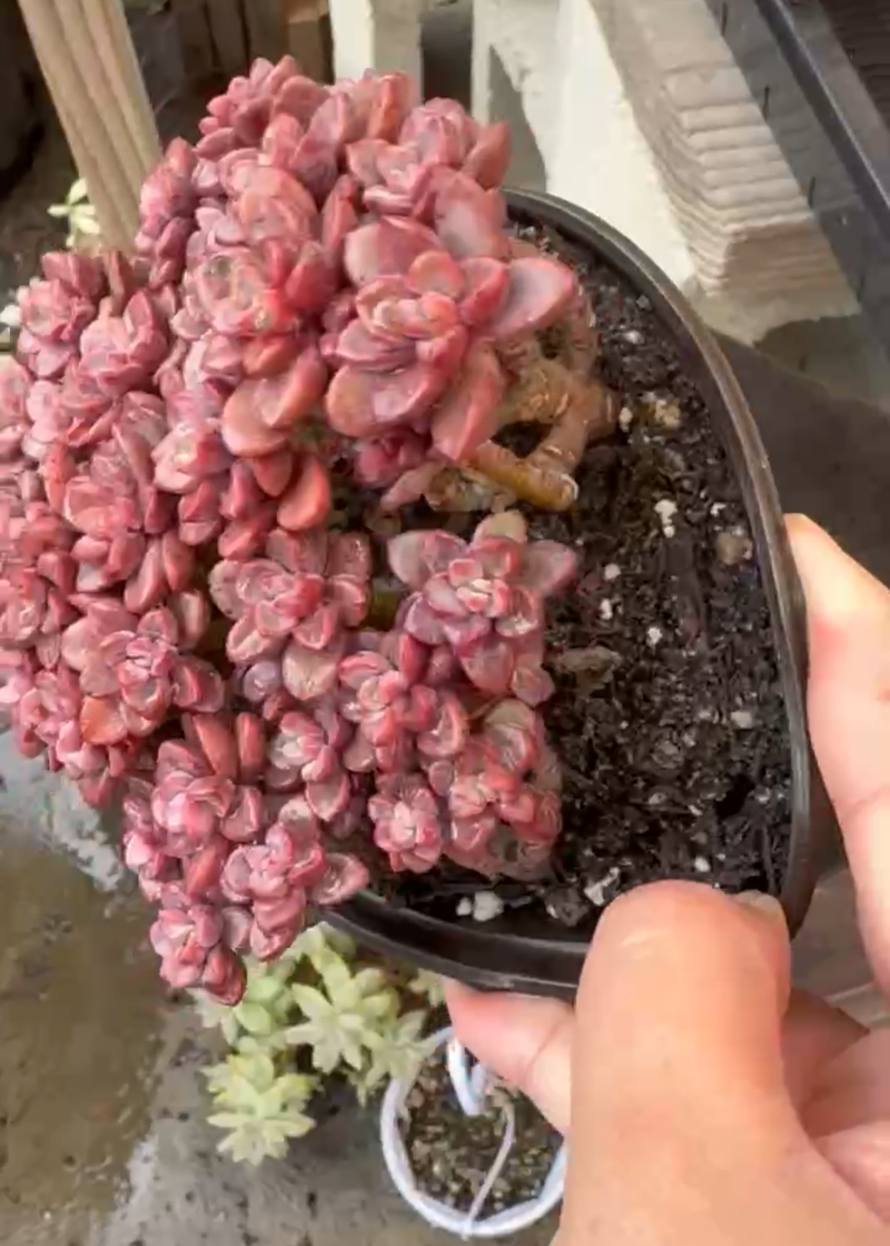Echeveria Purple Ice Cluster