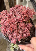 Echeveria Purple Ice Cluster