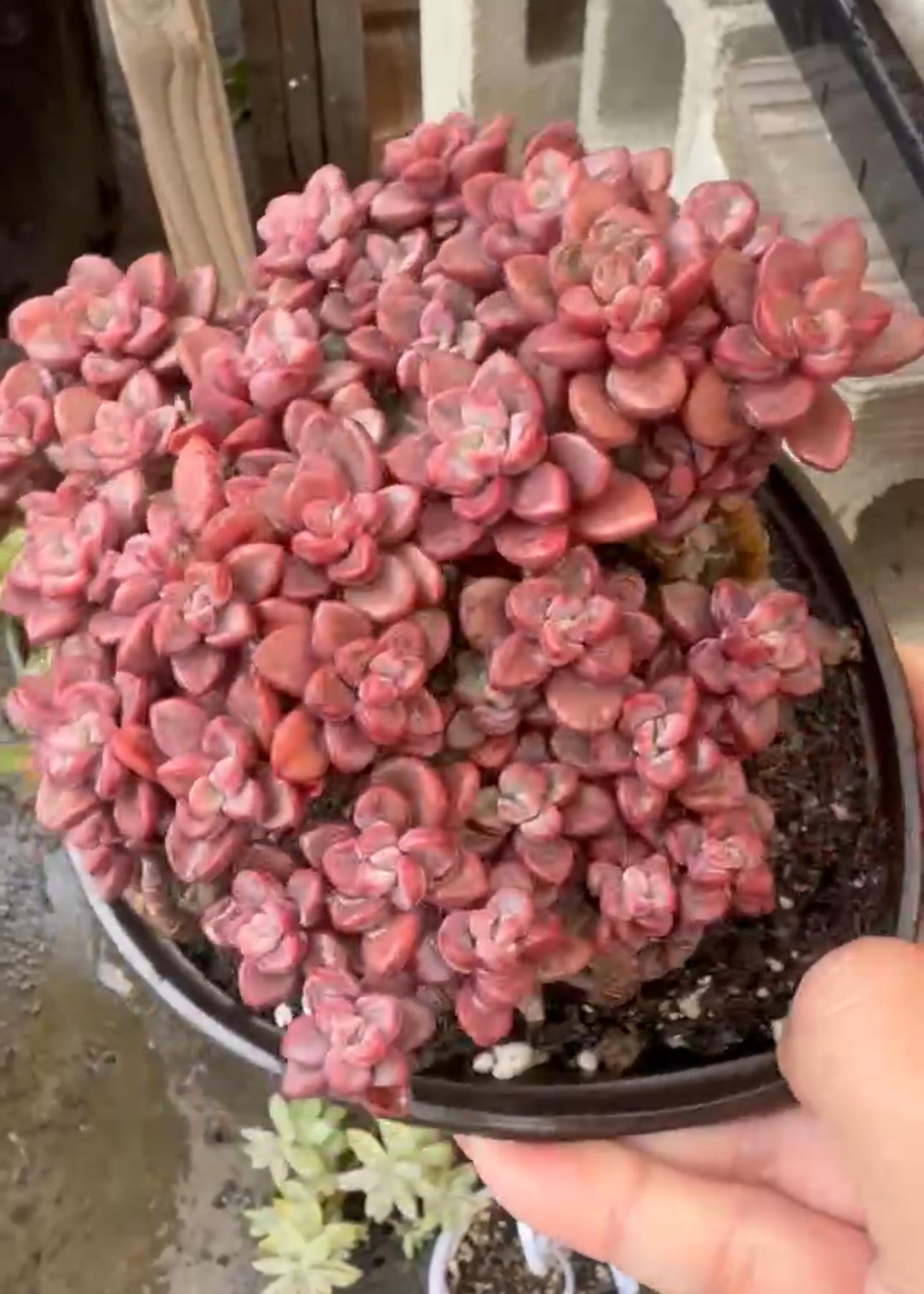 Echeveria Purple Ice Cluster