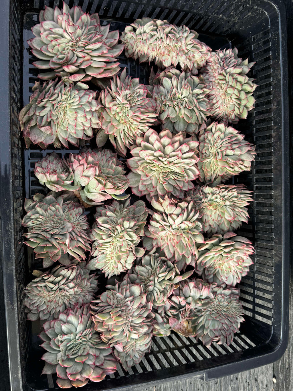 Echeveria Esther Cristata 4"