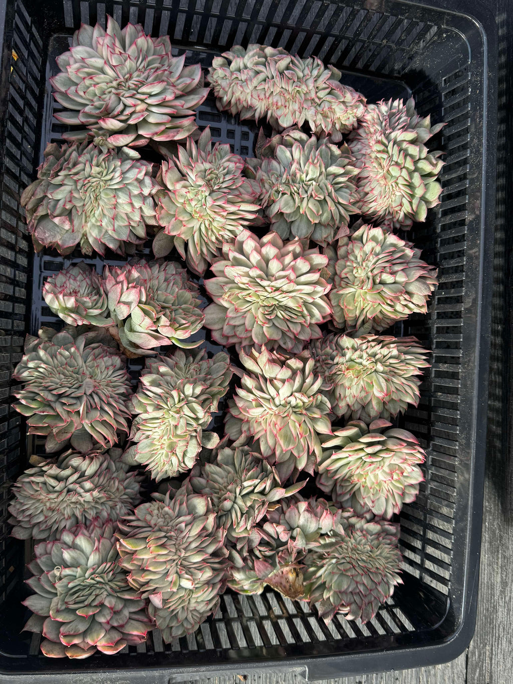 Echeveria Esther Cristata 4"