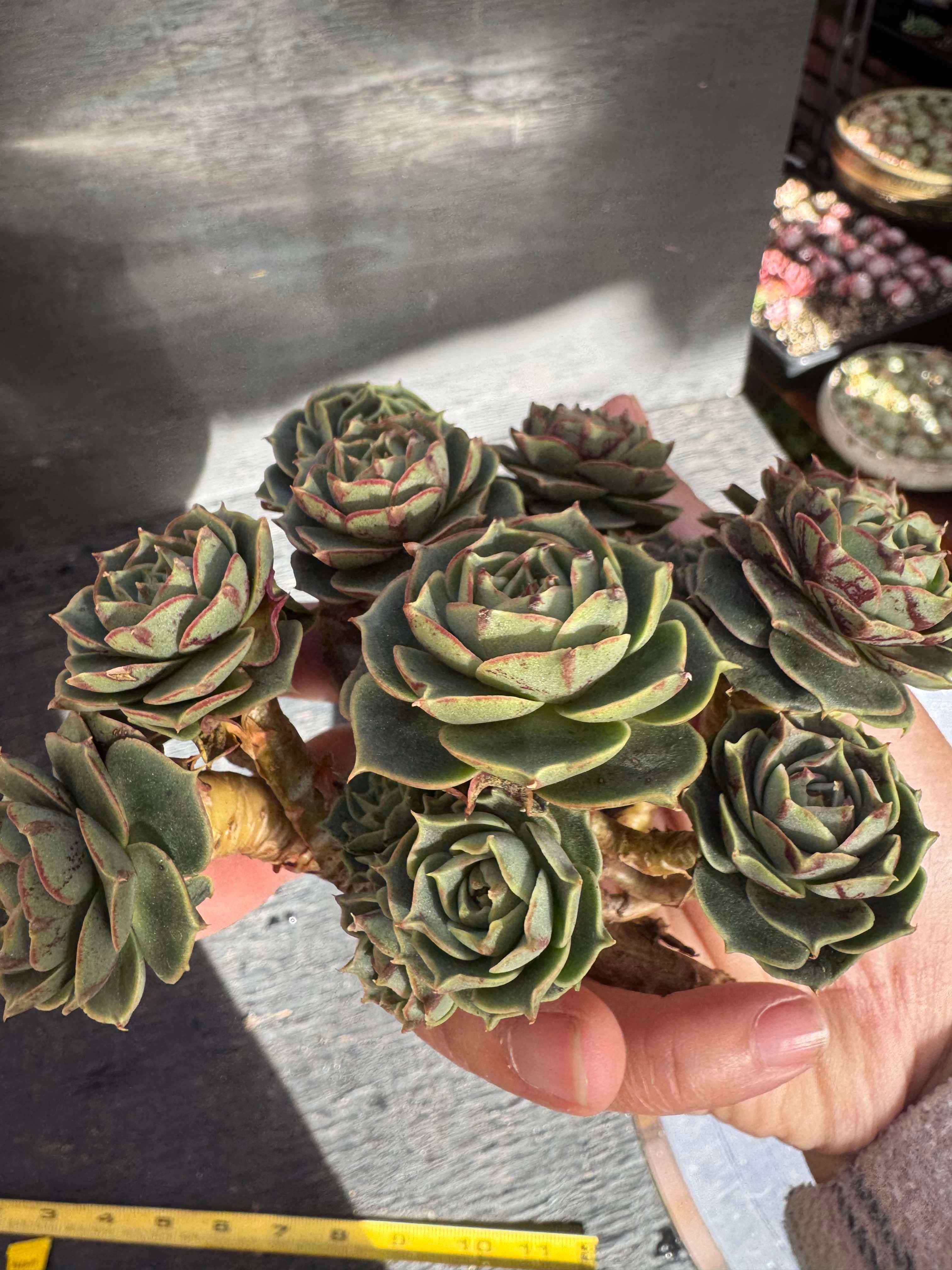 Echeveria Longissima