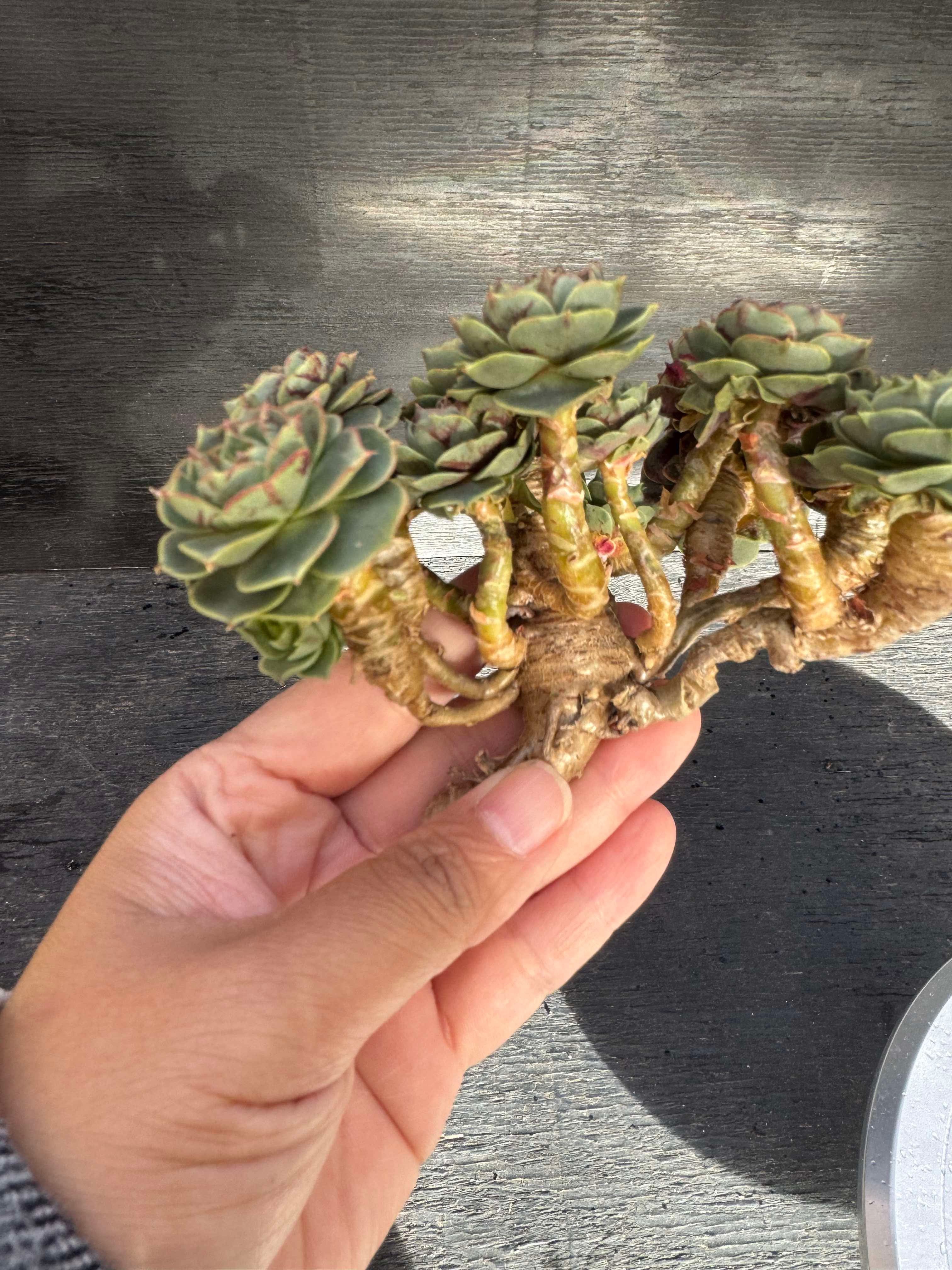 Echeveria Longissima