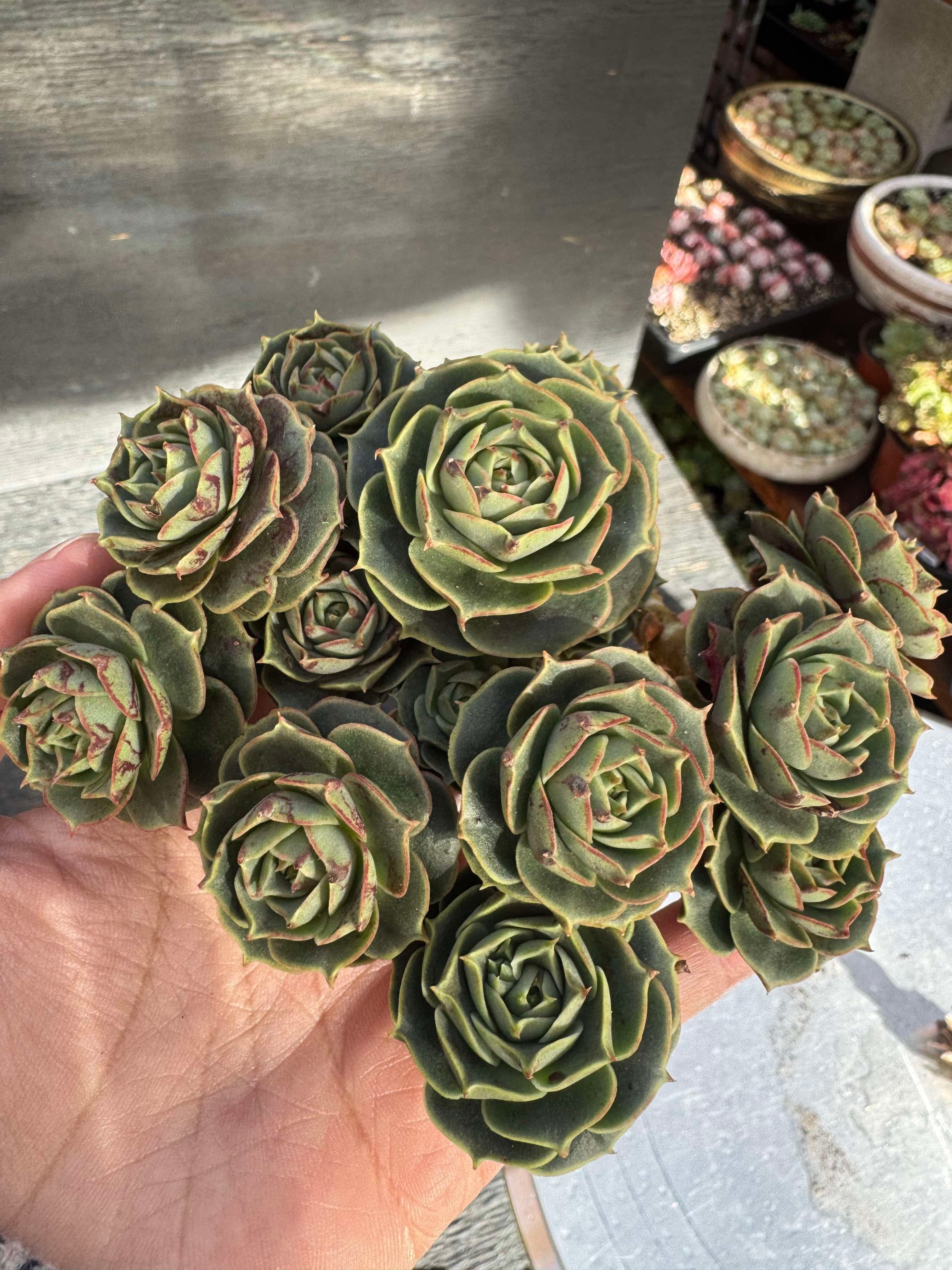 Echeveria Longissima