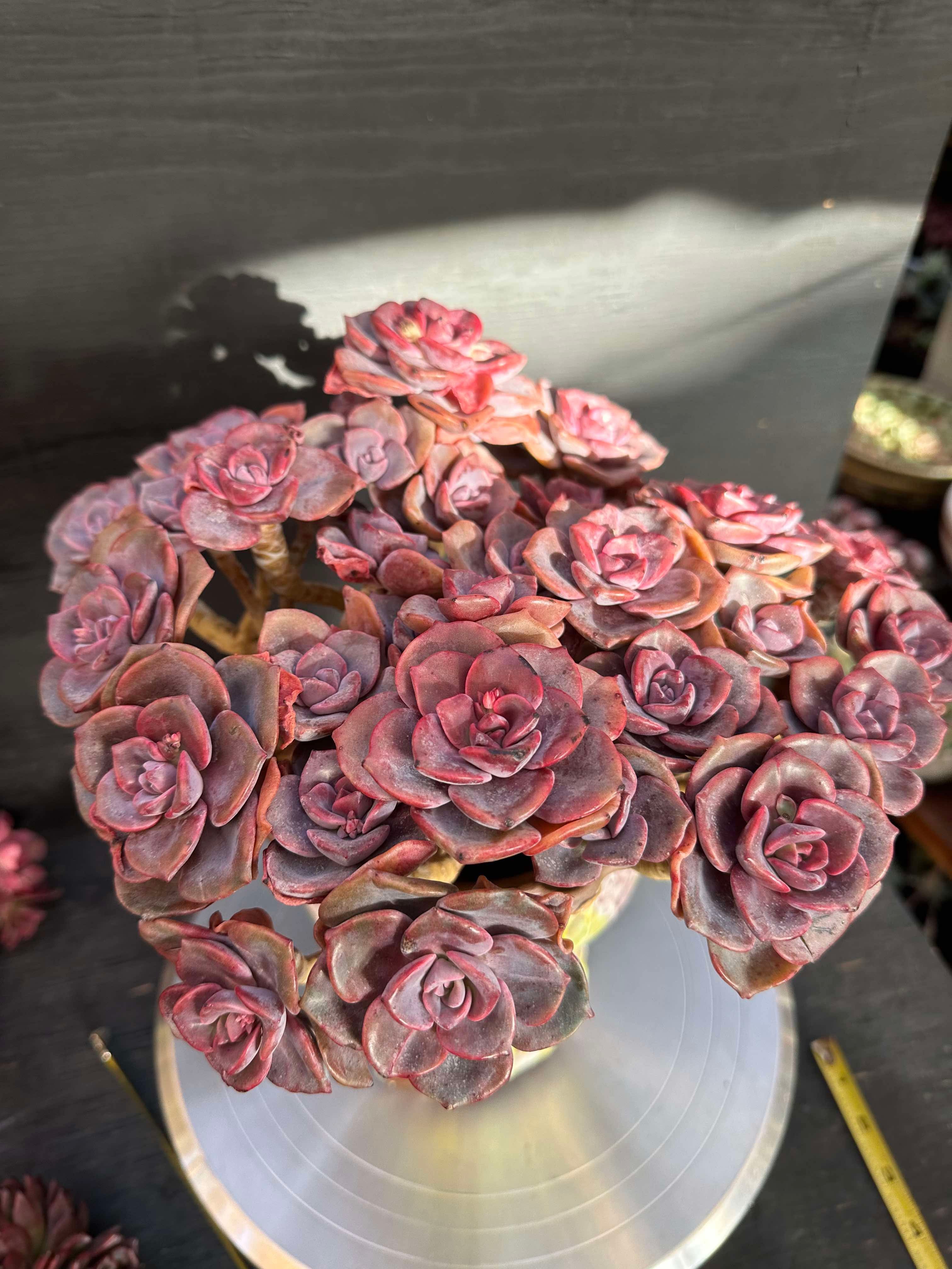 Echeveria Zester