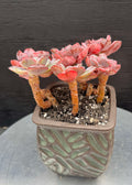Echeveria Beyonce Mini Cluster