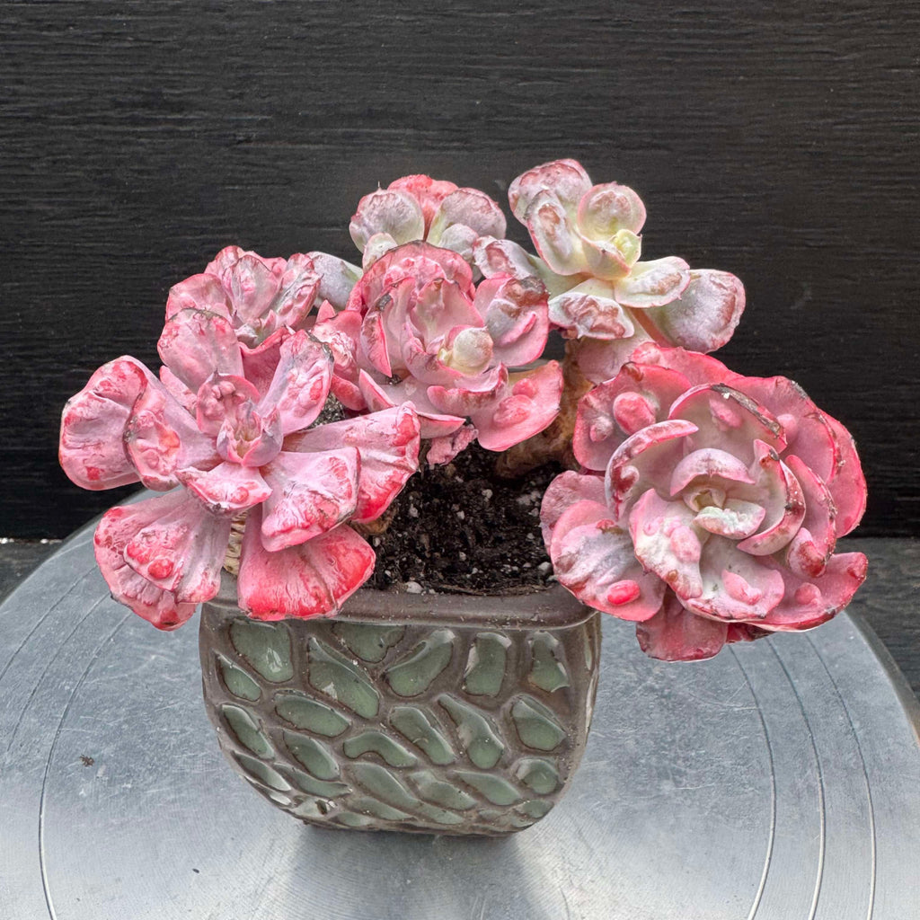 Echeveria Beyonce Mini Cluster