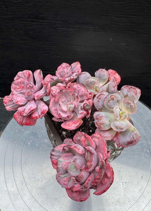Echeveria Beyonce Mini Cluster