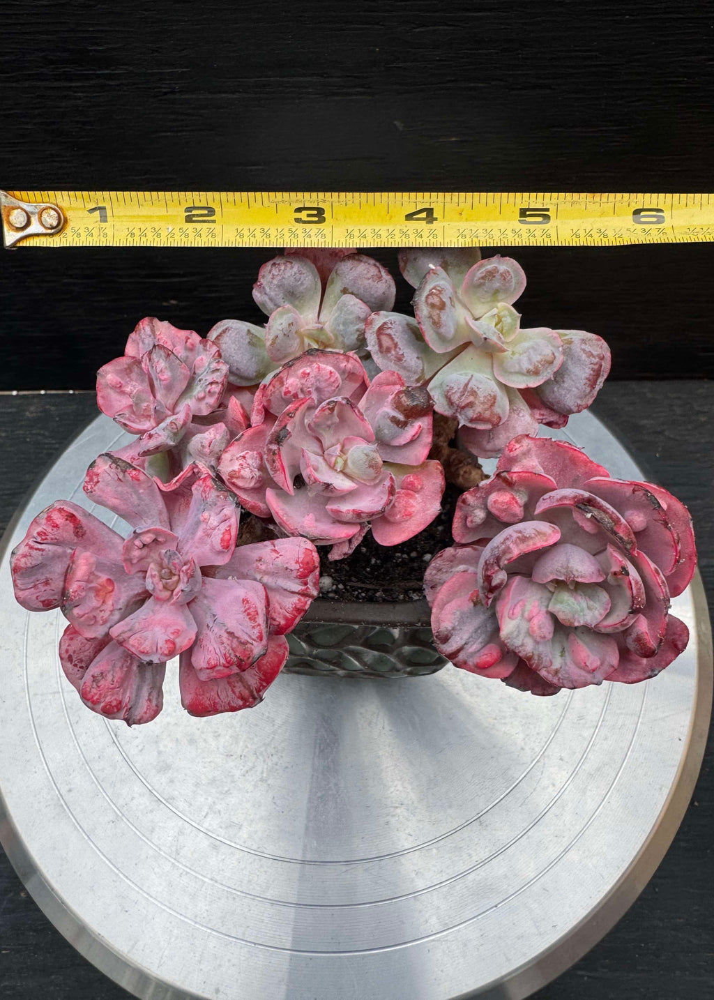 Echeveria Beyonce Mini Cluster