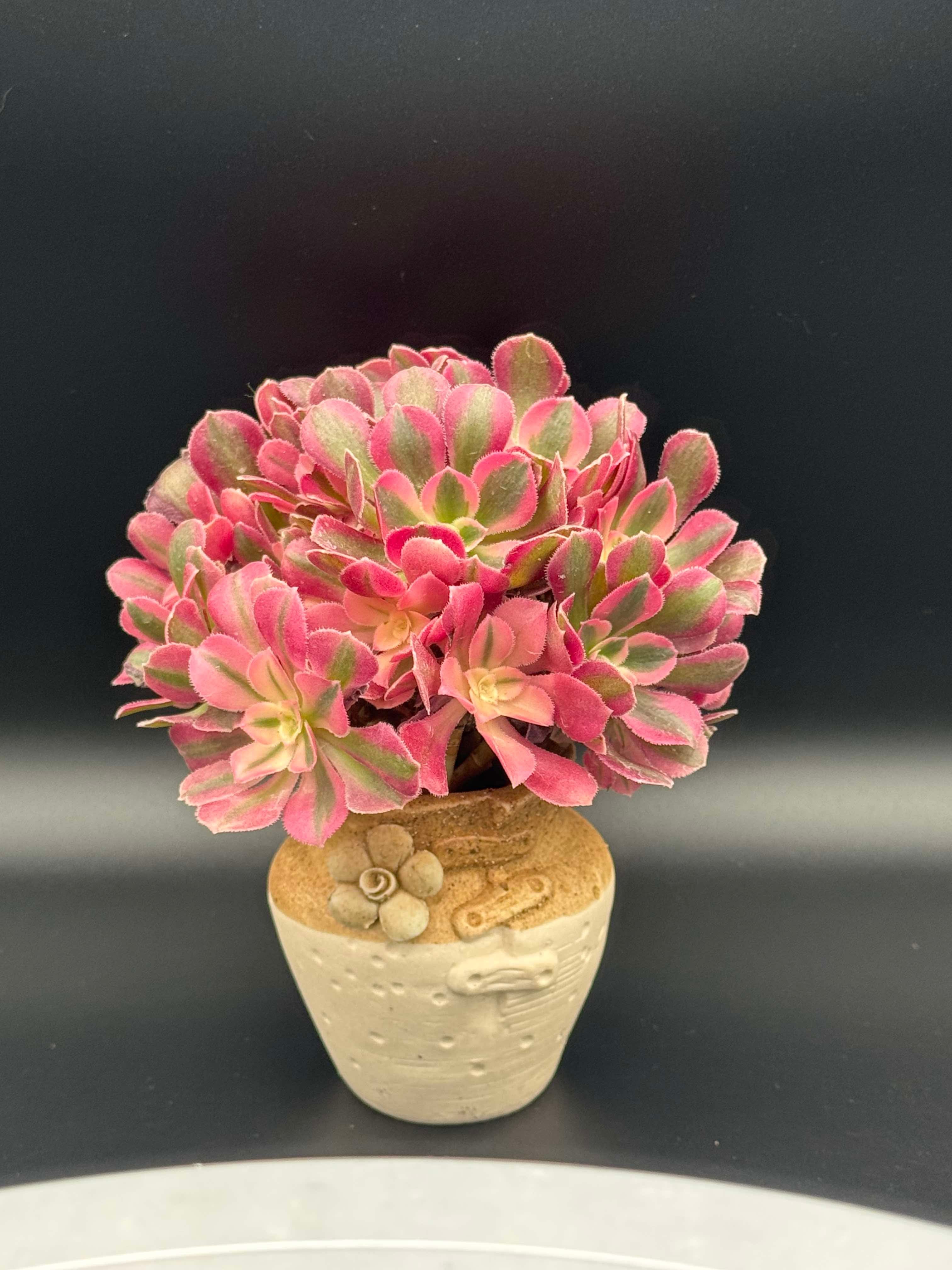 Aeonium Pink Witch TeaCup