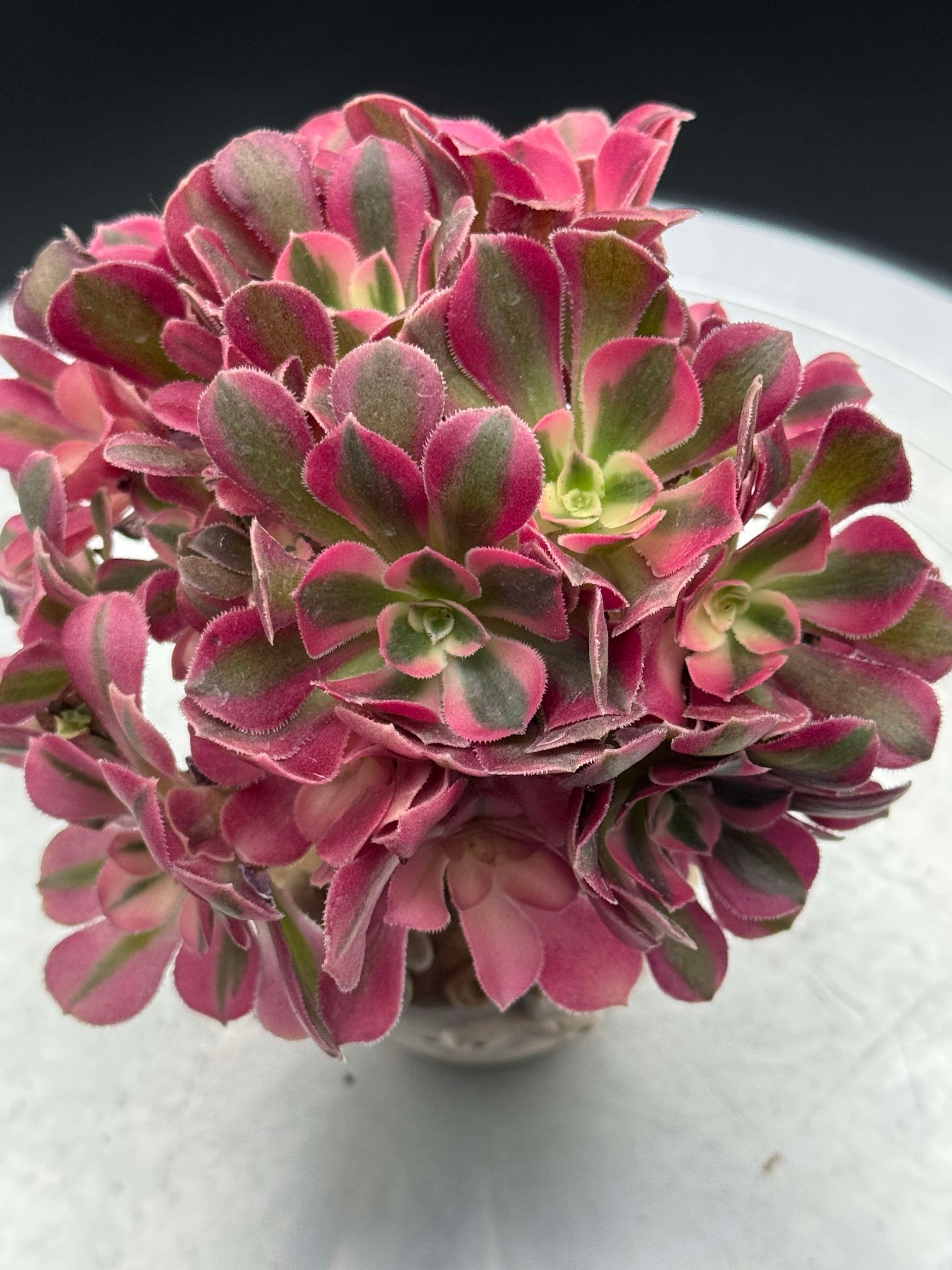 Aeonium Pink Witch TeaCup