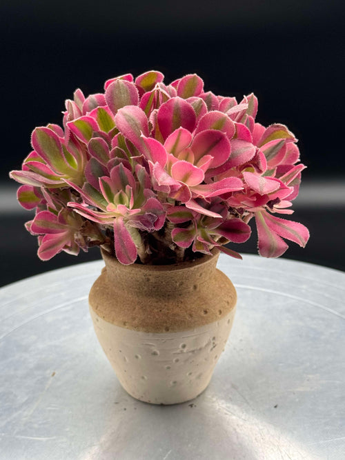 Aeonium Pink Witch TeaCup