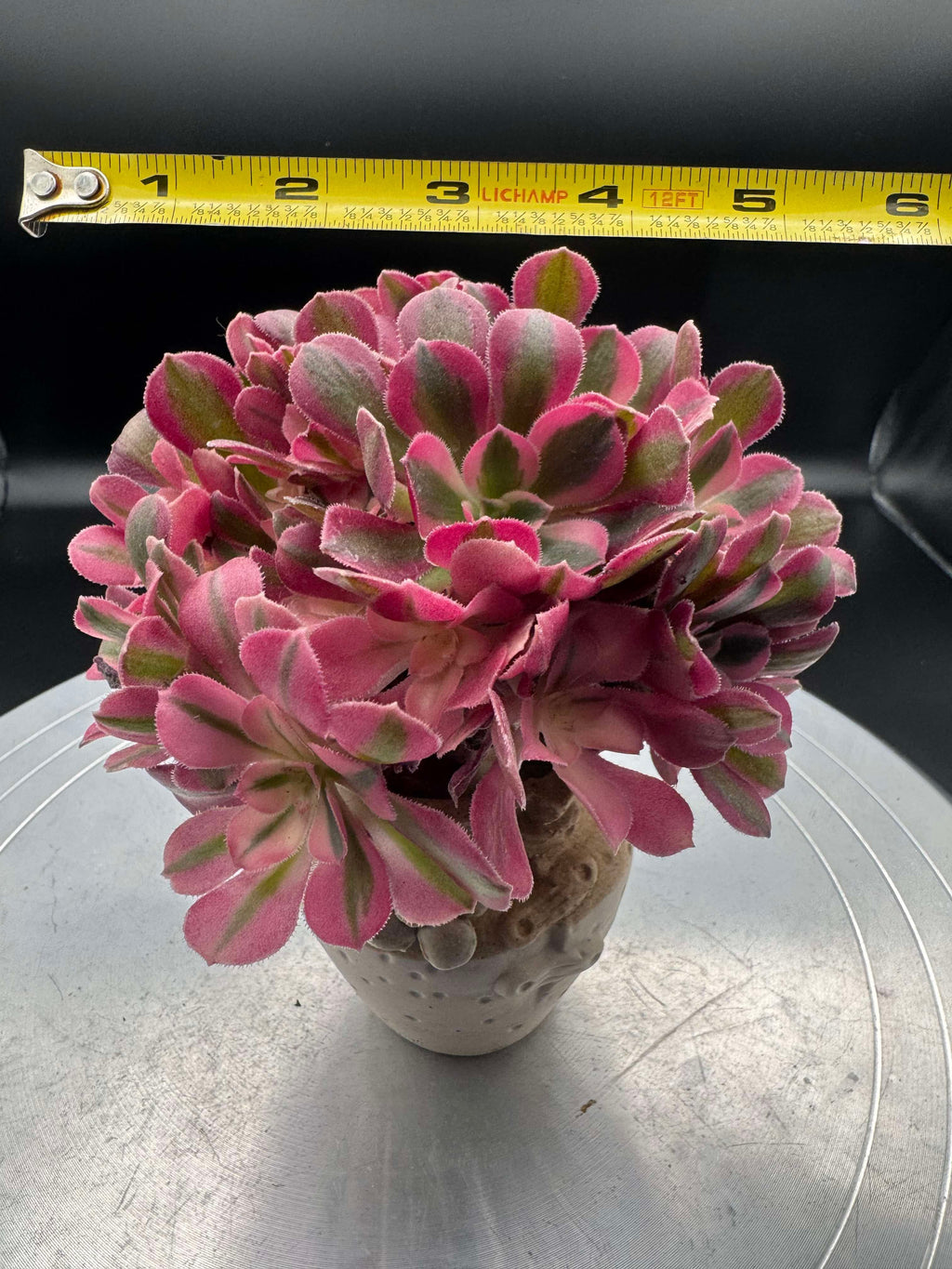 Aeonium Pink Witch TeaCup