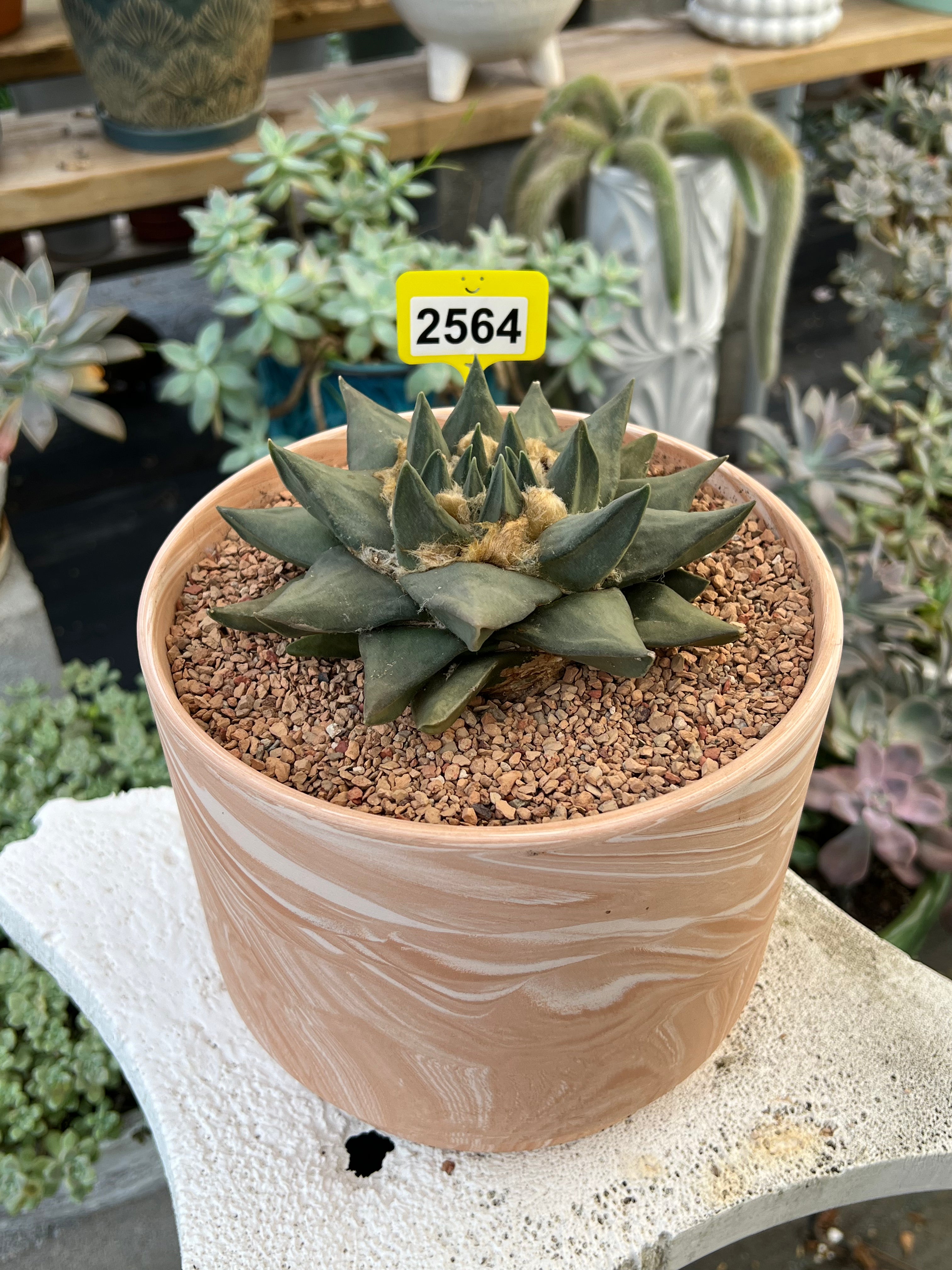 Ariocarpus trigonus #2564