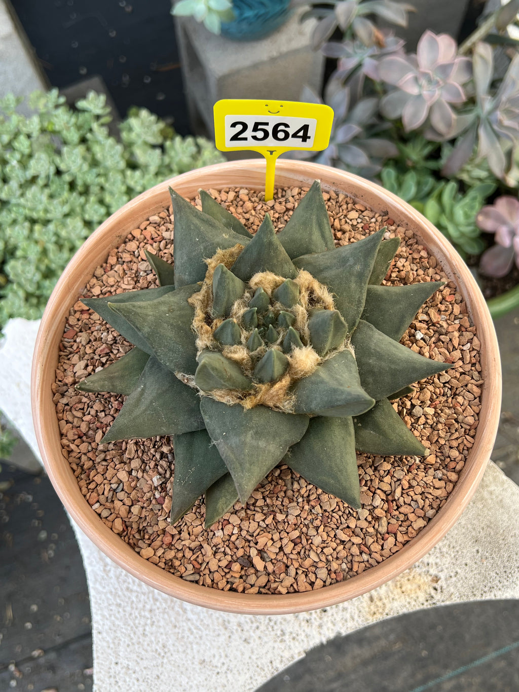 Ariocarpus trigonus #2564