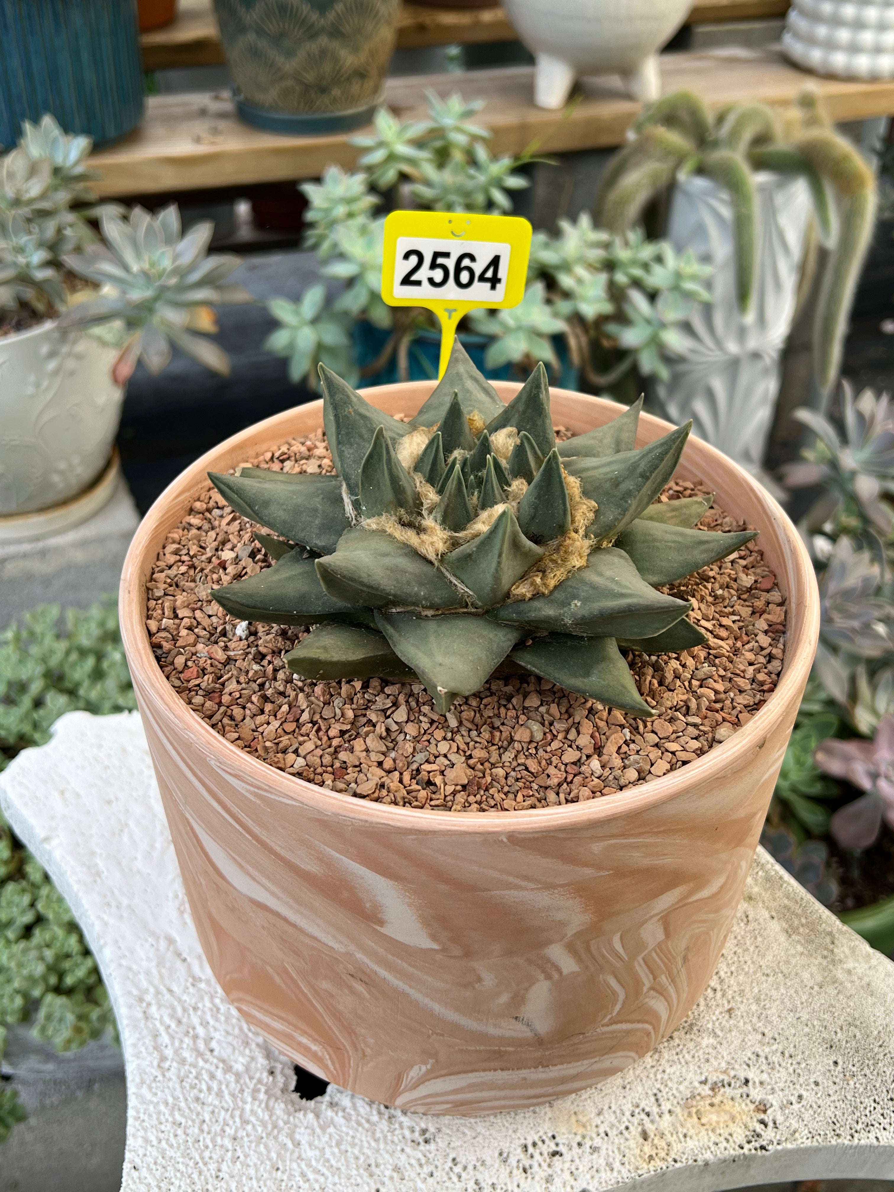 Ariocarpus trigonus #2564