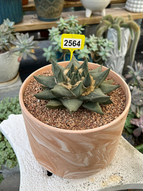 Ariocarpus trigonus #2564