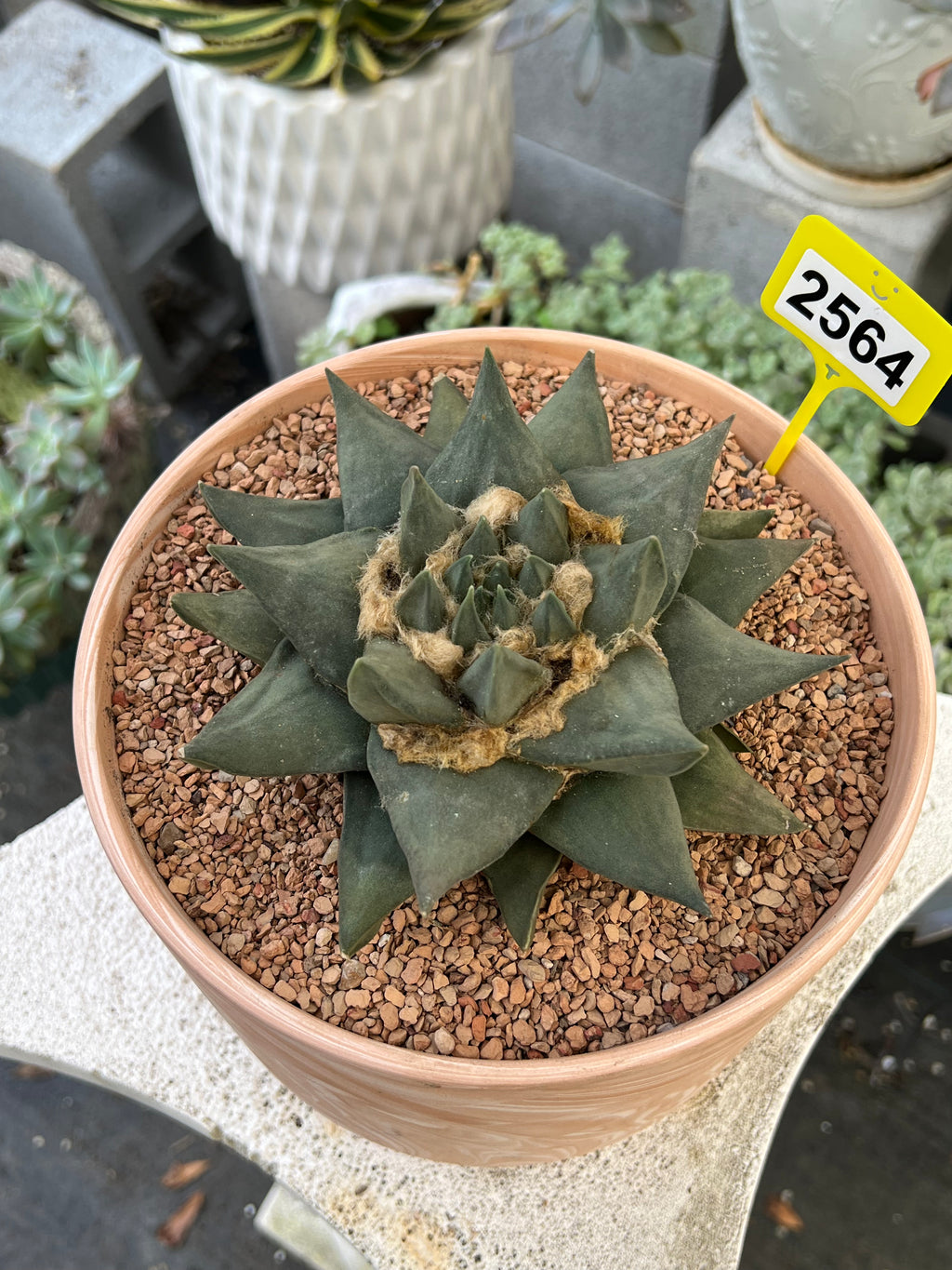 Ariocarpus trigonus #2564