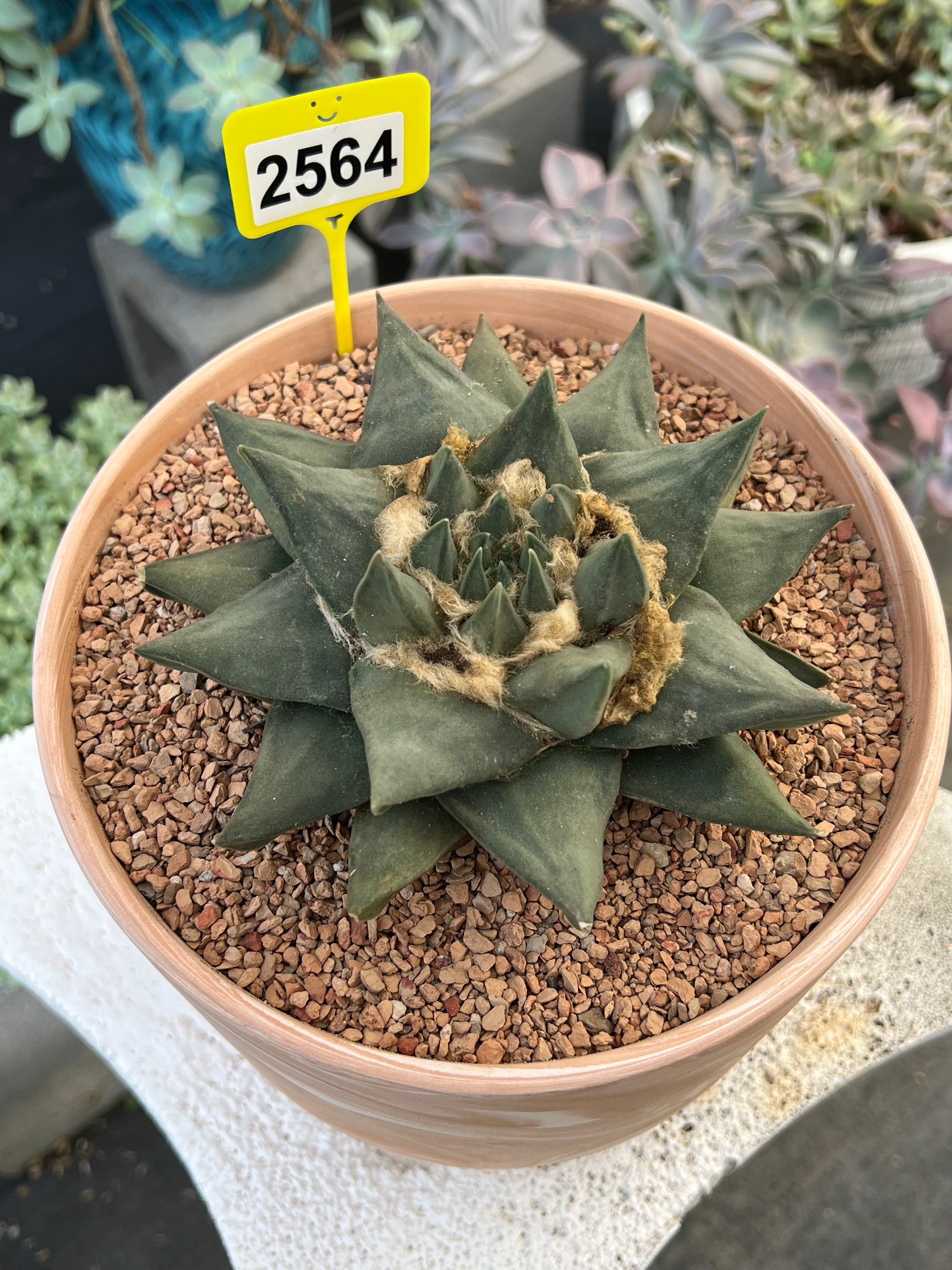 Ariocarpus trigonus #2564