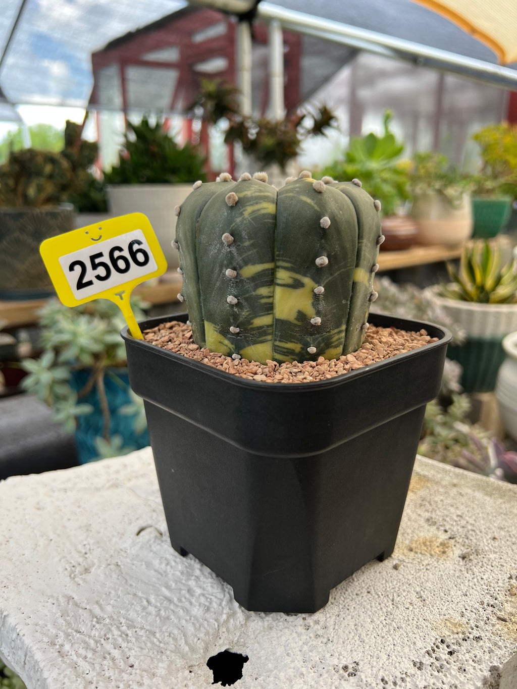 Variegated Astrophytum asterias #2566
