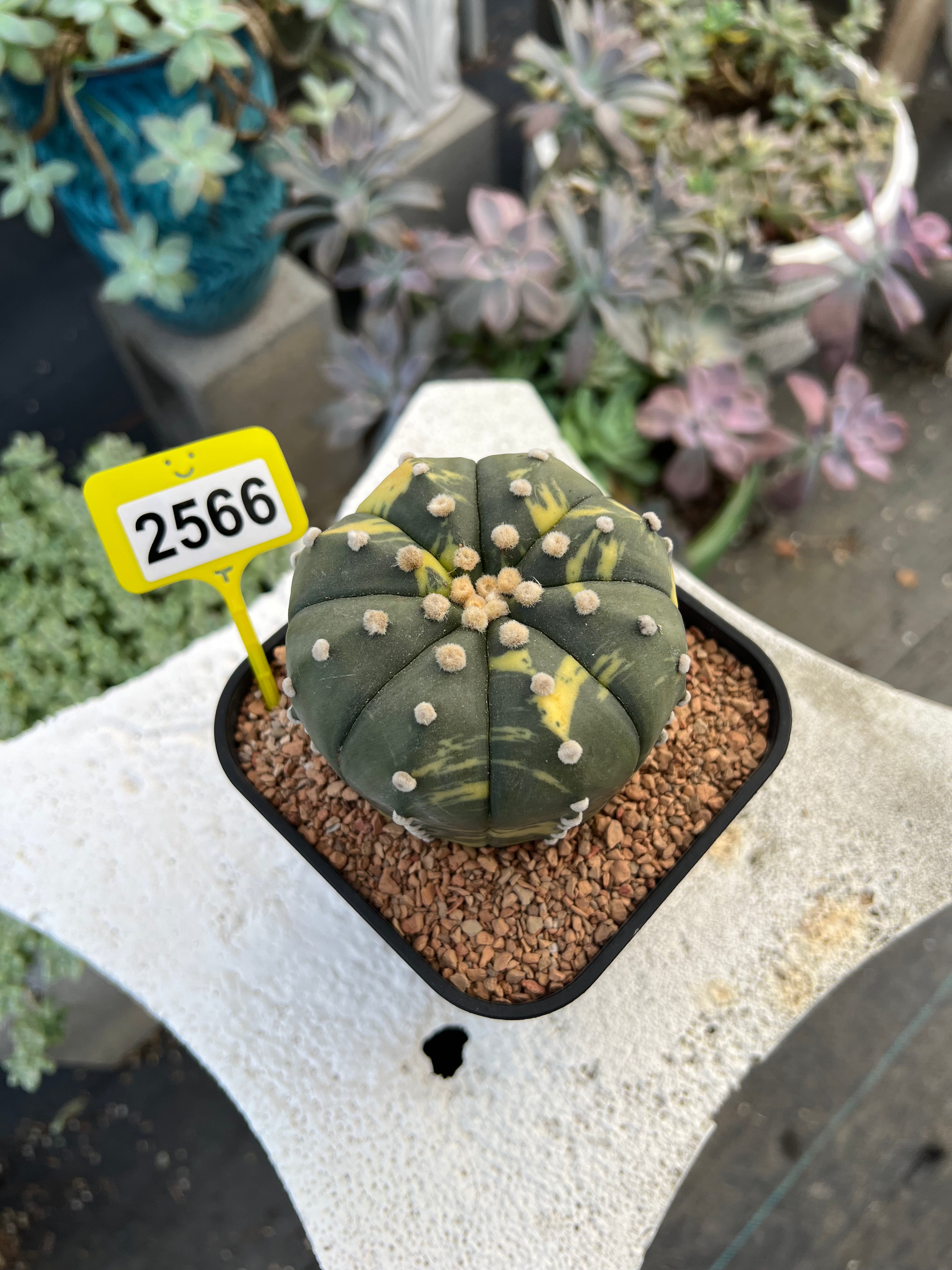 Variegated Astrophytum asterias #2566