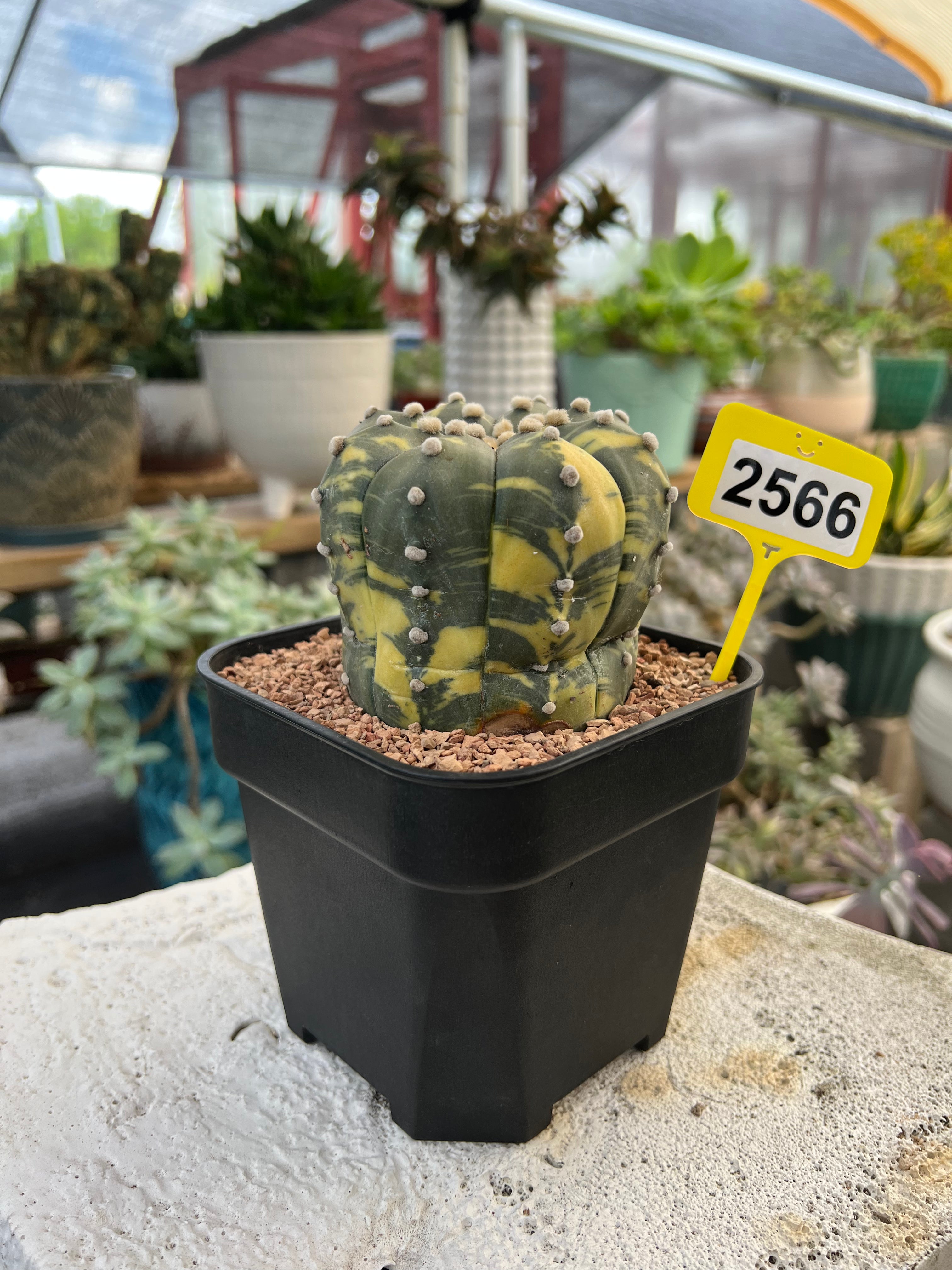 Variegated Astrophytum asterias #2566