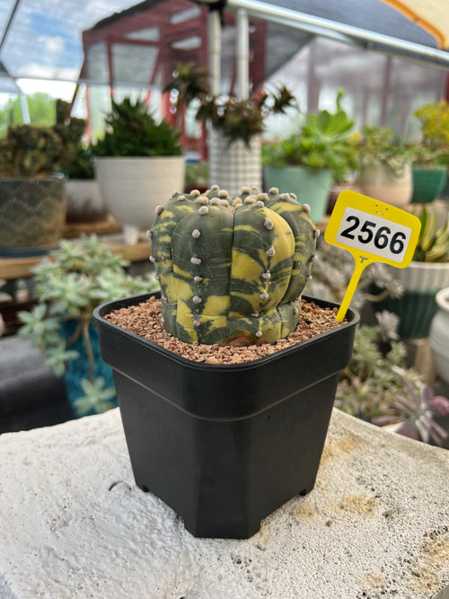 Variegated Astrophytum asterias #2566