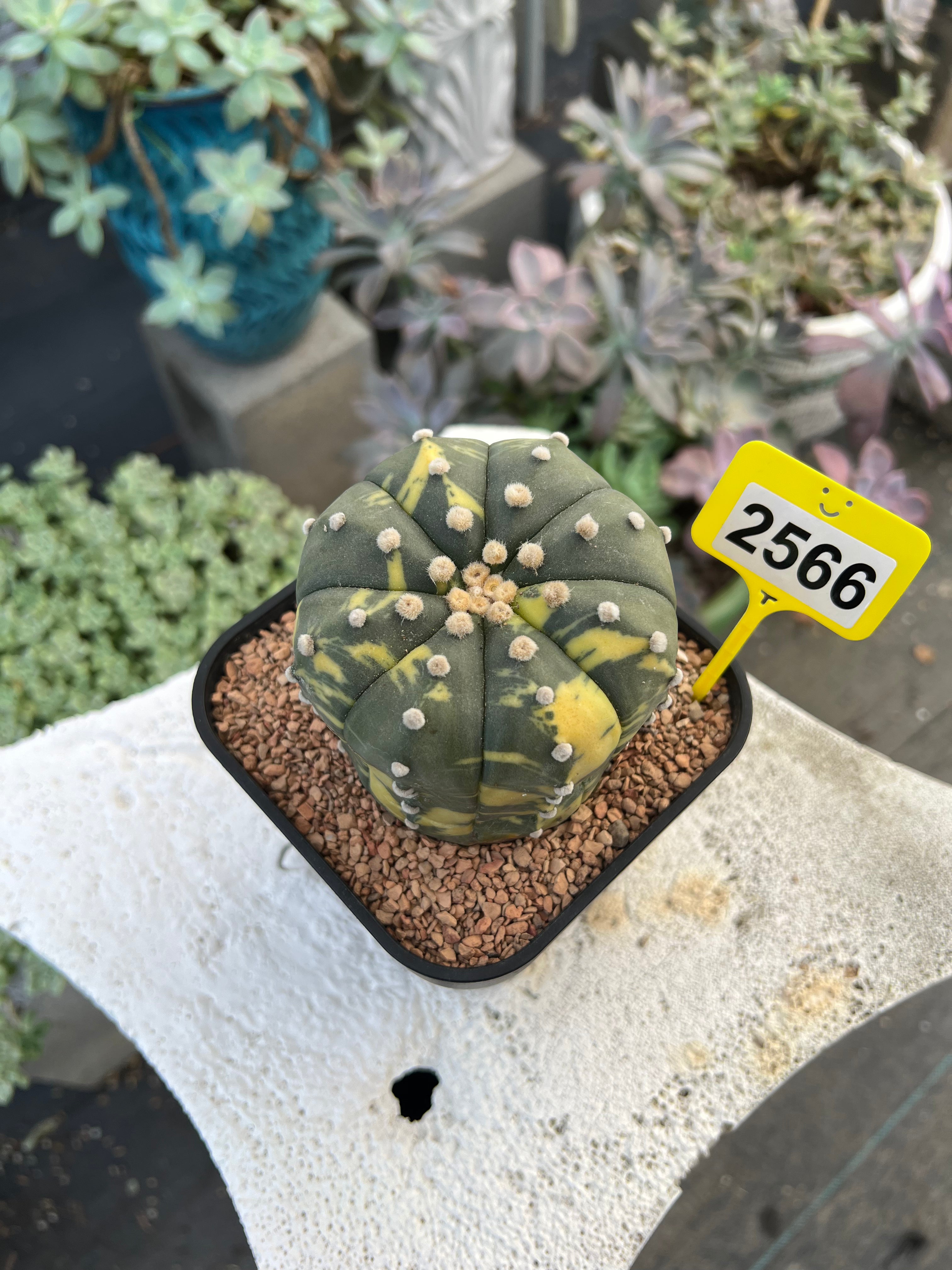 Variegated Astrophytum asterias #2566
