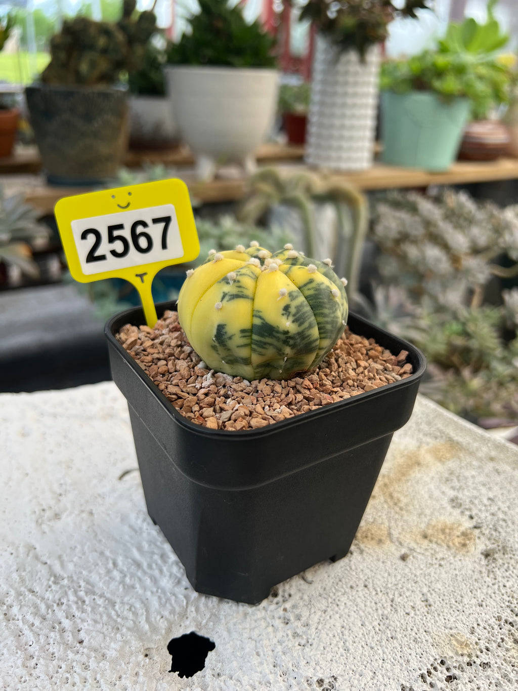 Variegated Astrophytum asterias #2567