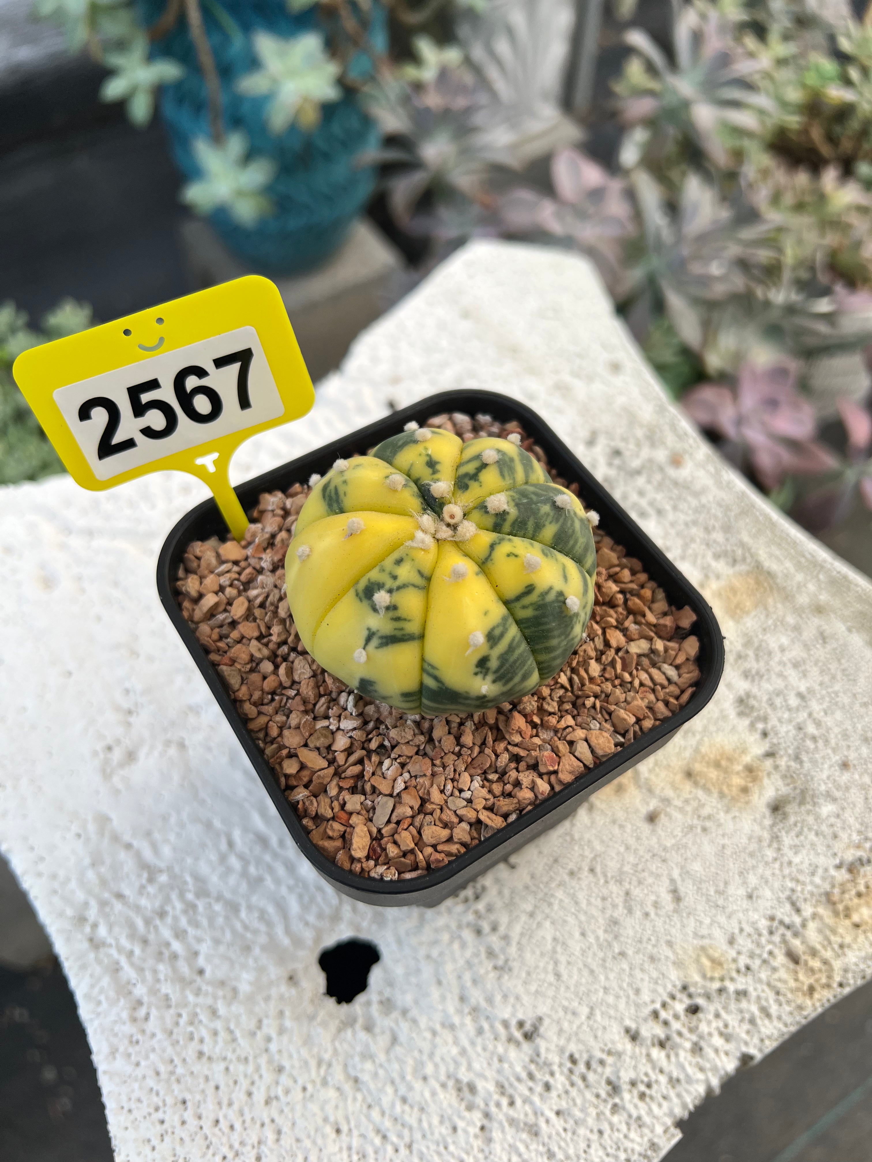 Variegated Astrophytum asterias #2567