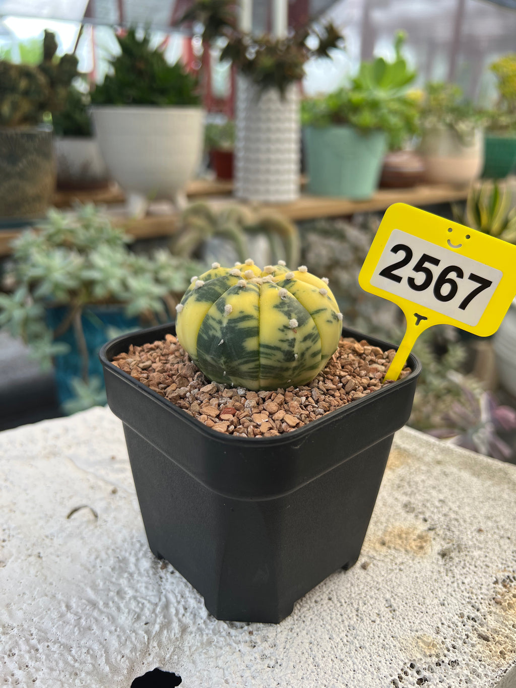 Variegated Astrophytum asterias #2567