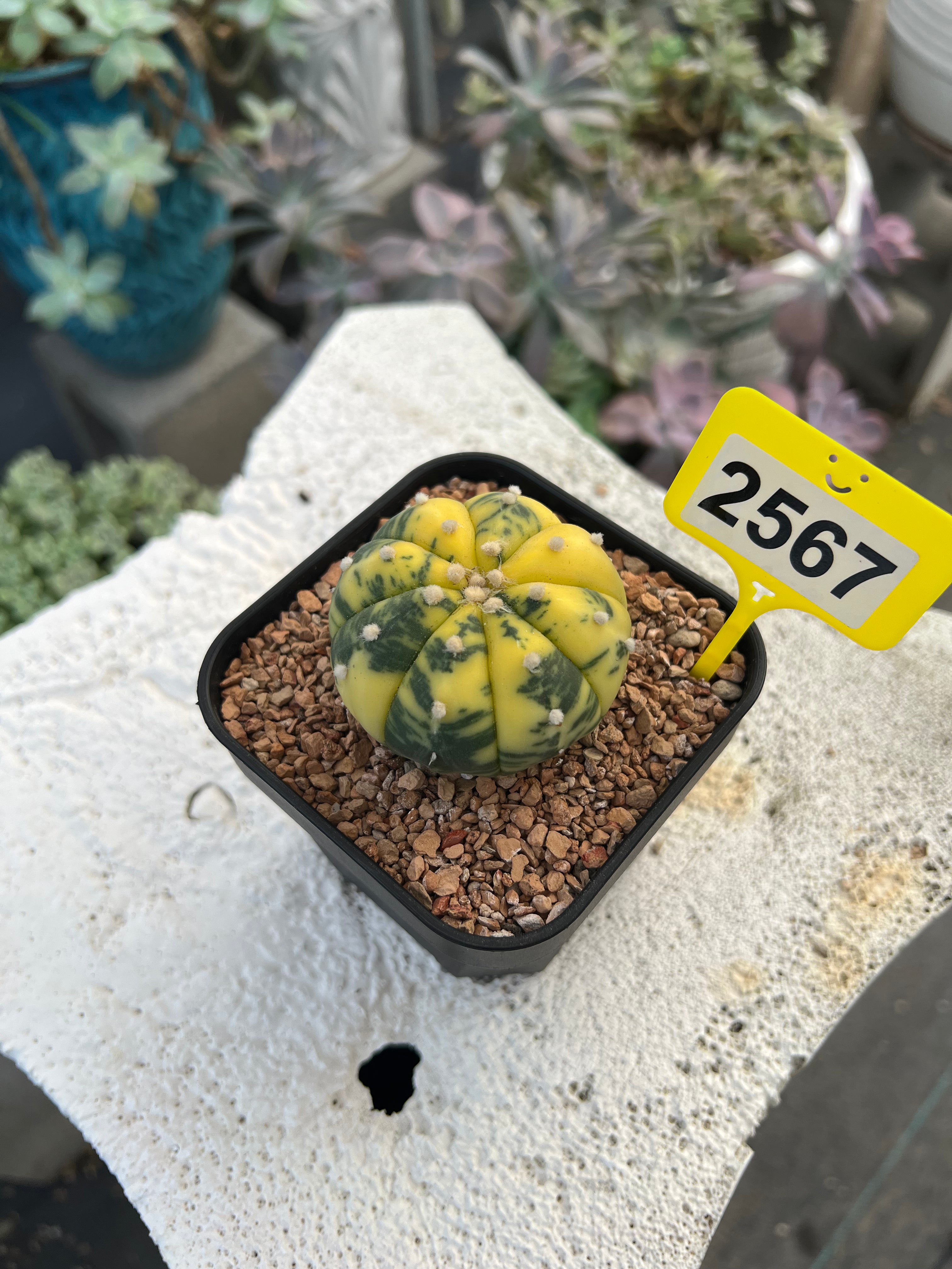 Variegated Astrophytum asterias #2567