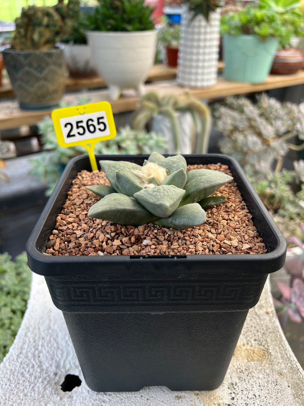 Ariocarpus #2565