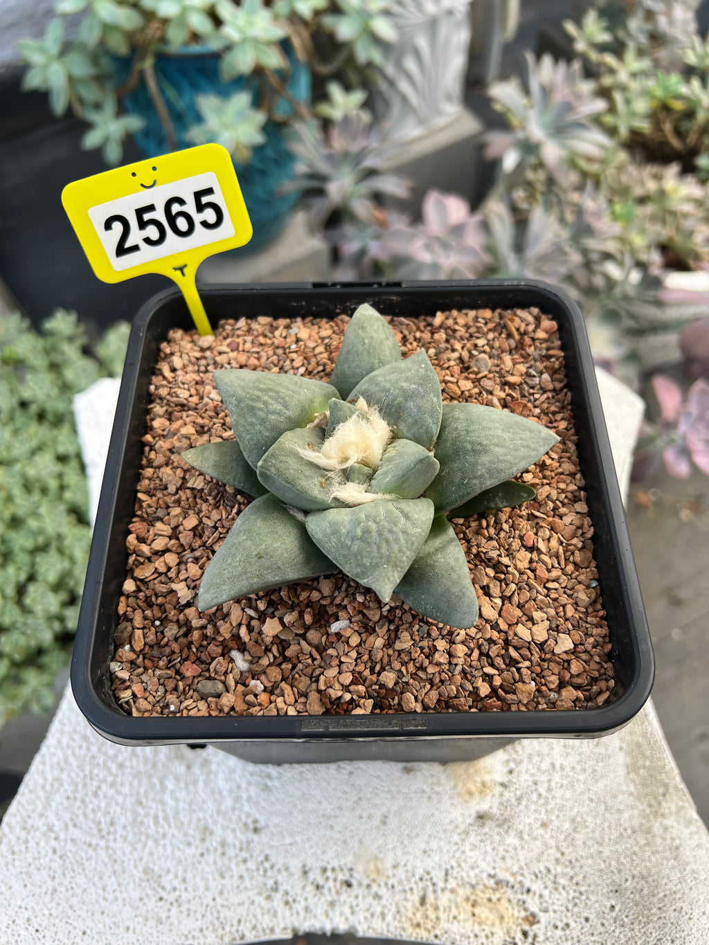 Ariocarpus #2565