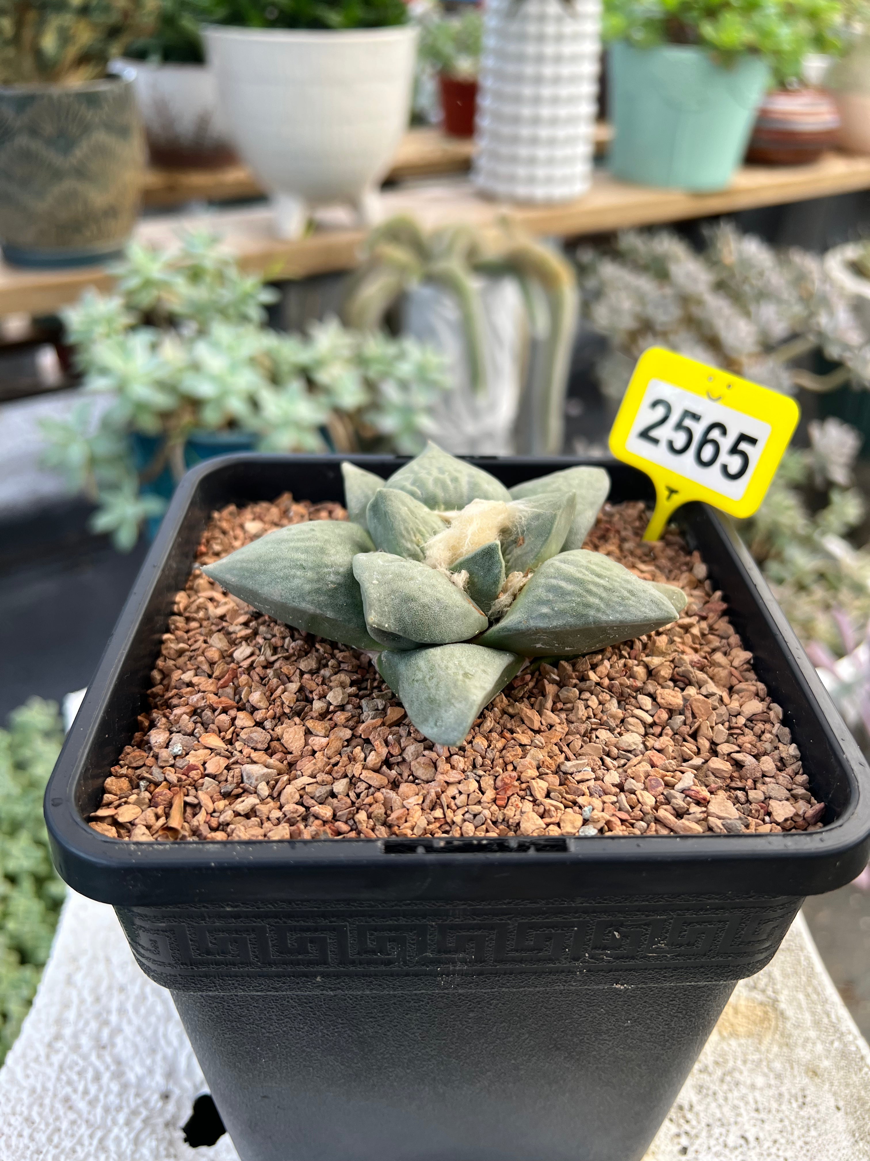Ariocarpus #2565