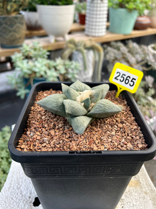 Ariocarpus #2565