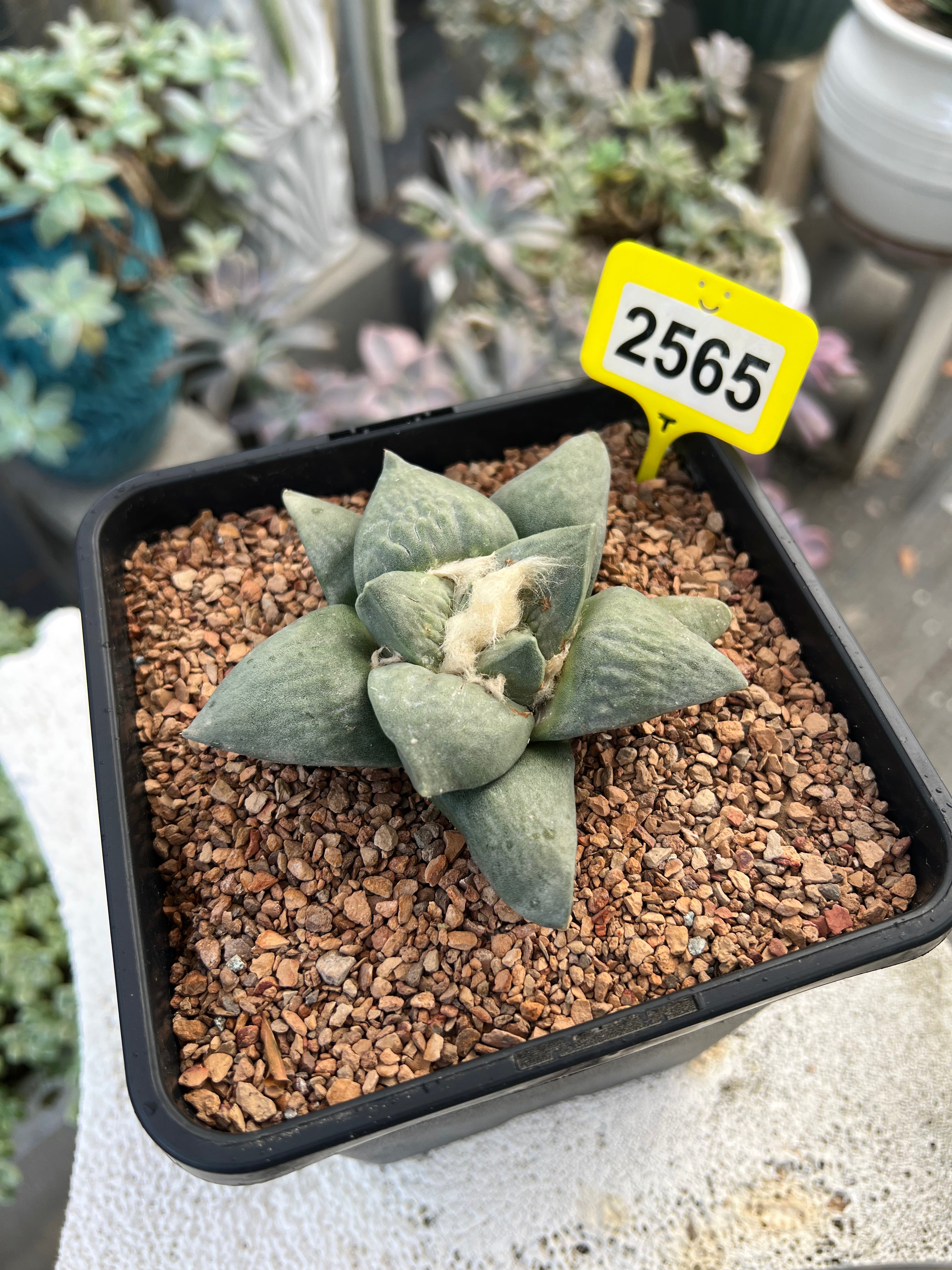 Ariocarpus #2565