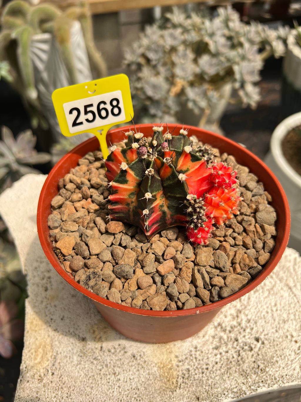 Variegated Gymnocalycium mihanovichii #2568