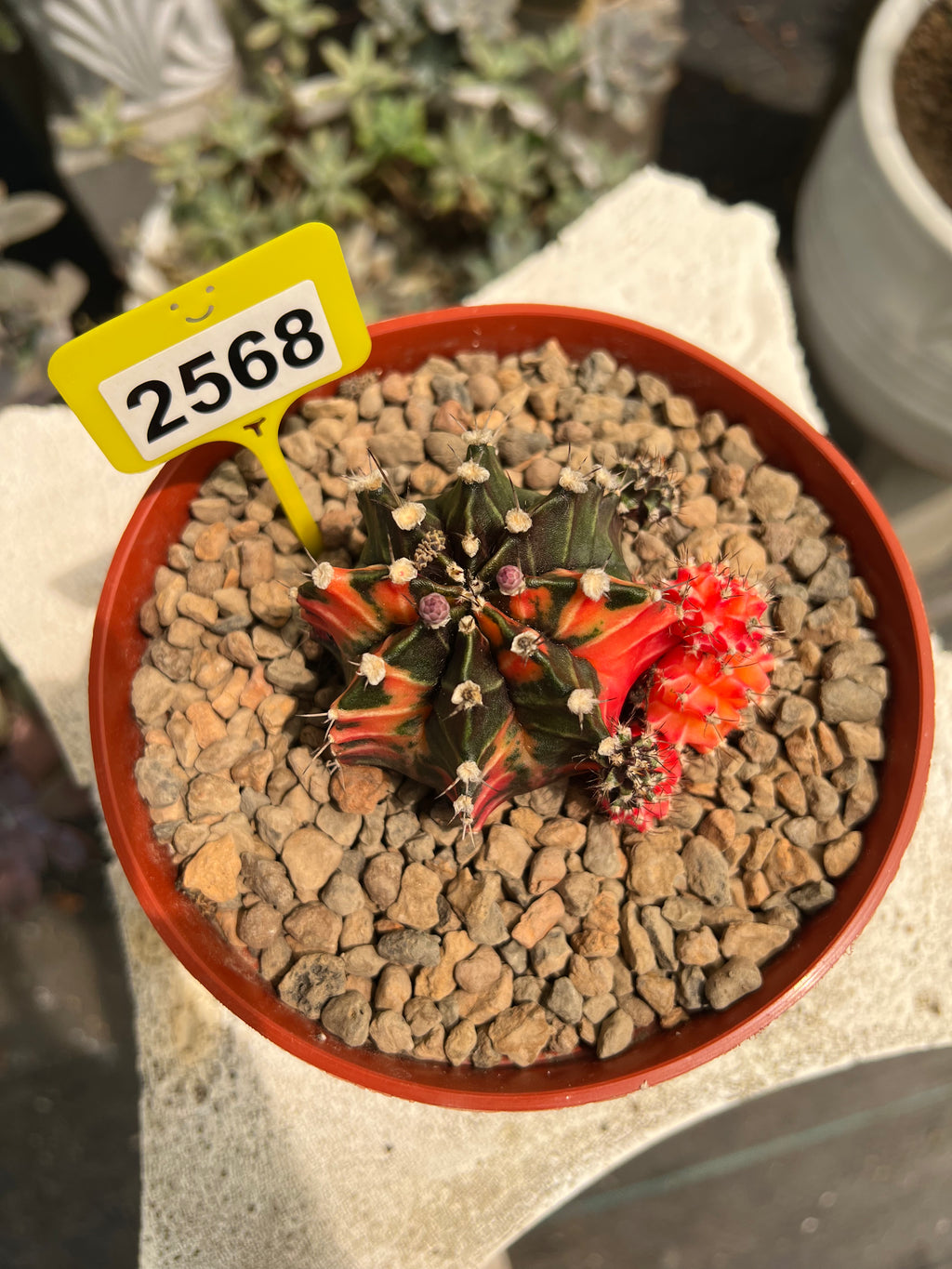 Variegated Gymnocalycium mihanovichii #2568